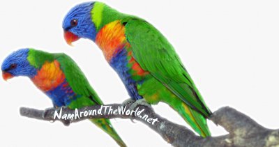 Loriquet à tête bleue d'Australie | Rainbow lorikeet from Australia