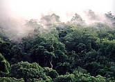 Forêts du Grand Mékong | Greater Mekong's forests