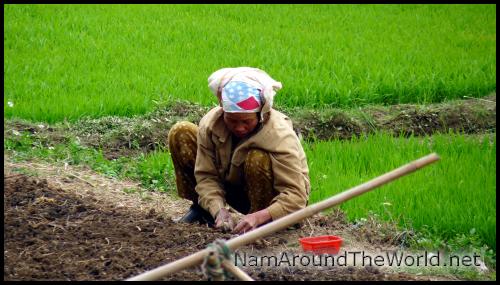Plantation de riz | Planting rice
