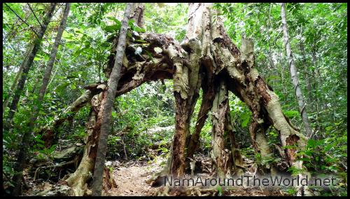 Racines aériennes | Aerial roots