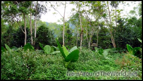 Végétation abondante | Abundant vegetation
