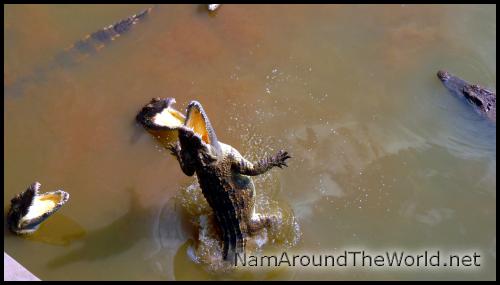 Il ont très faim ! | They are very hungry!