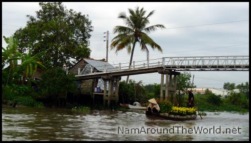 Les fameuses fleurs jaunes pour le Tết | Yellow flowers for Tet festivities