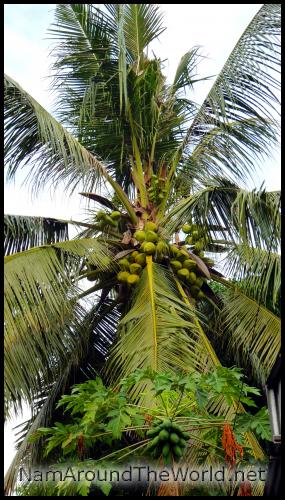 Très beau cocotier ! | Very nice coconut tree!