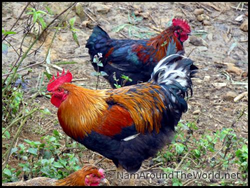 De vrais coqs bien musclés ! | Real roosters well muscled!