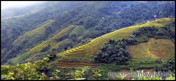 Rizières en terrasse | Terraced paddy fields