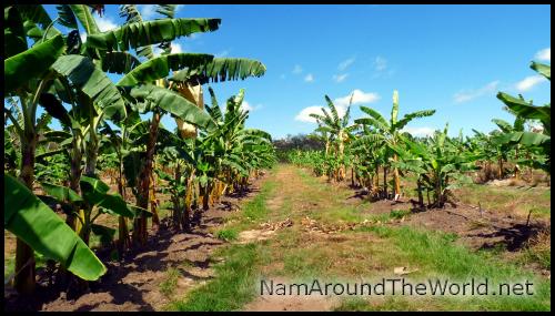 Bananeraie | Banana farm