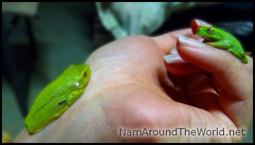 Les gentilles grenouilles toutes mignonnes ! | The nice cute frogs!