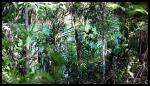 Tablelands Lac Eacham Cliquez pour voir la galerie | Click to view the gallery